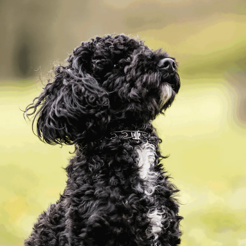 Herm Sprenger MICRO Black Stainless Steel Training Collar with Swivel D ring 1.5mm 32cm (13in)
